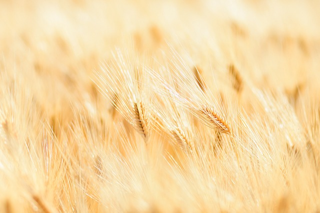 Allergie e intolleranze